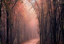 多哈世乒赛器材亮相！马龙惊讶球桌配色，地胶和比赛用球也引热议.